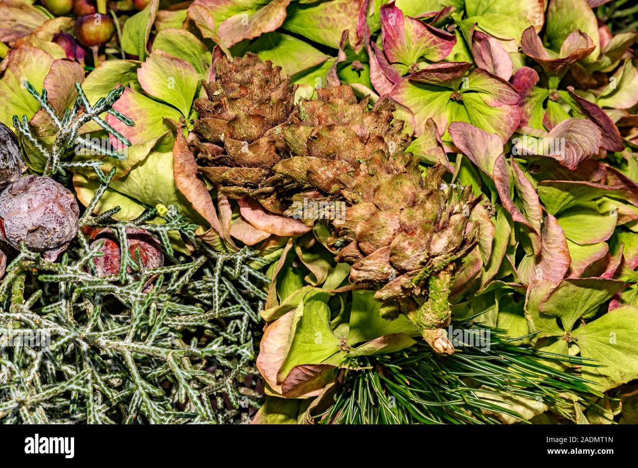 Festeggiamenti di composizioni floreali di fine anno con ortensie, bacche; coni e fir. Foto Stock