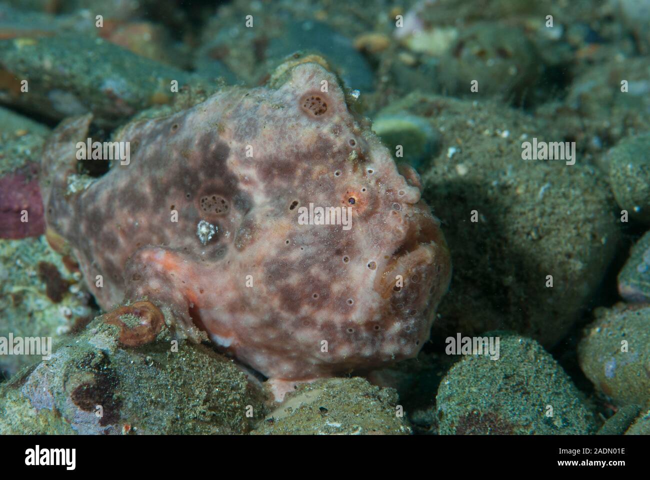 Rana pescatrice verniciato Antennarius pictus Foto Stock