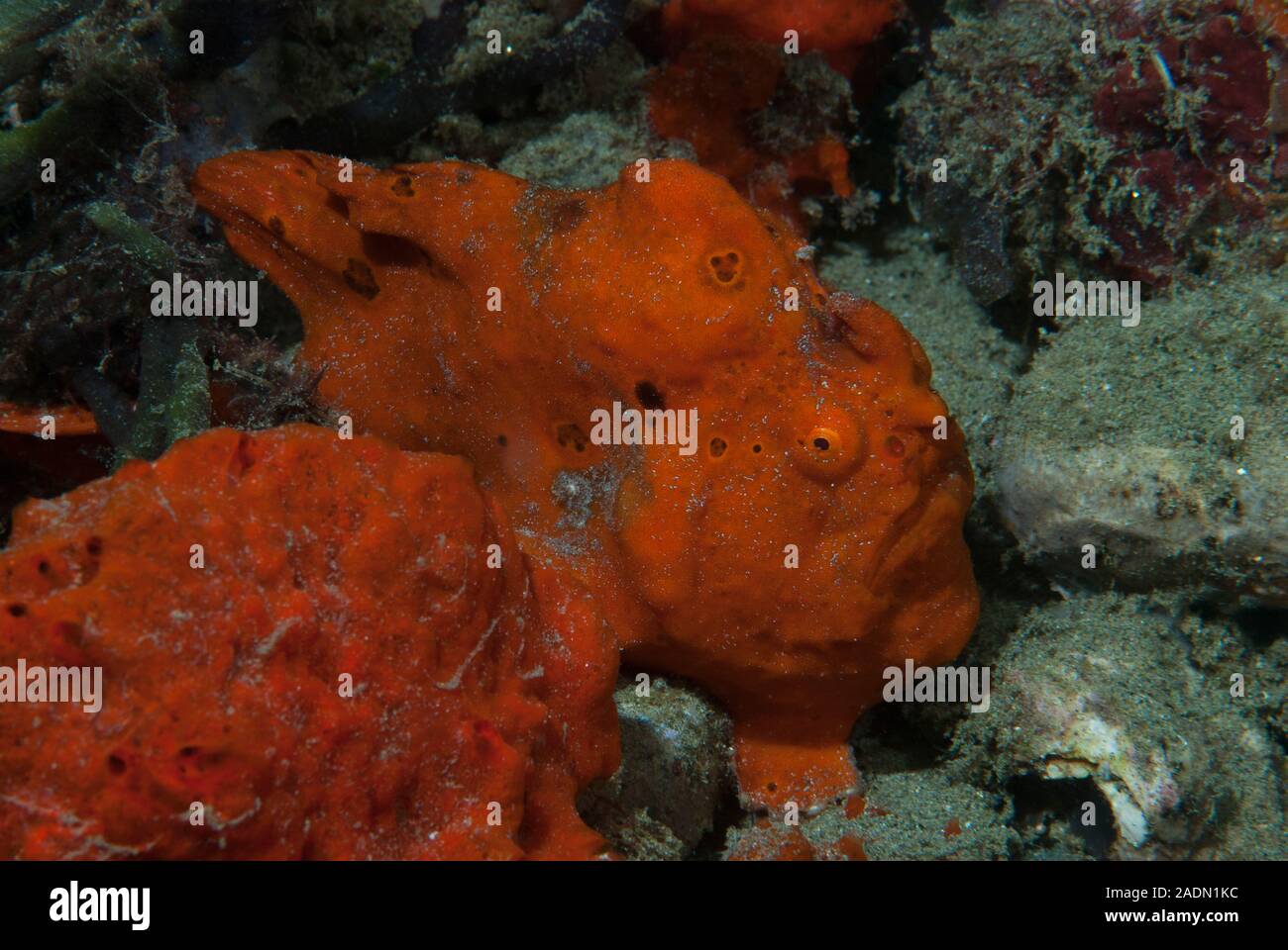 Rana pescatrice verniciato Antennarius pictus Foto Stock