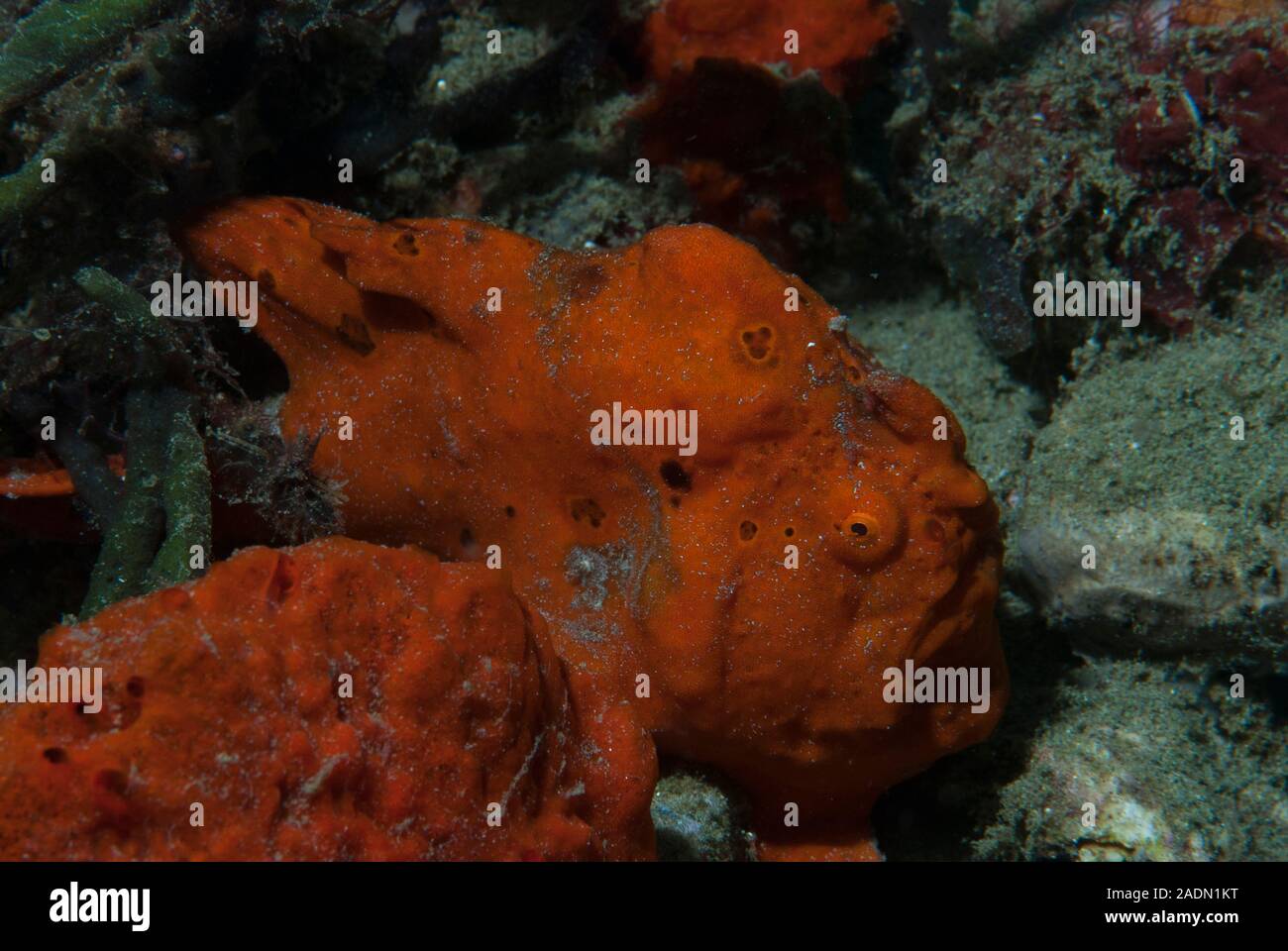 Rana pescatrice verniciato Antennarius pictus Foto Stock