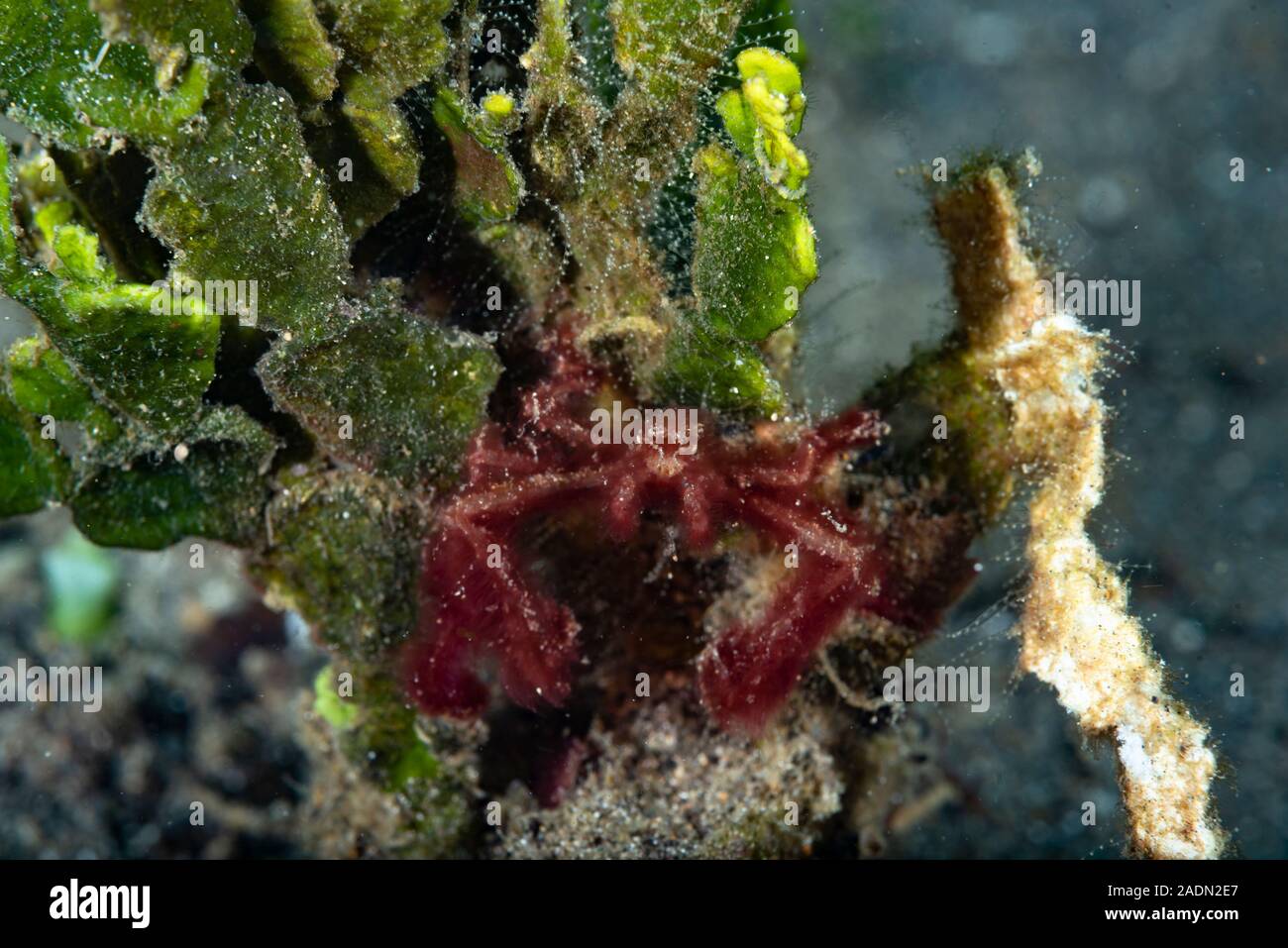 Il granchio Orangutan Achaeus japonicus Foto Stock