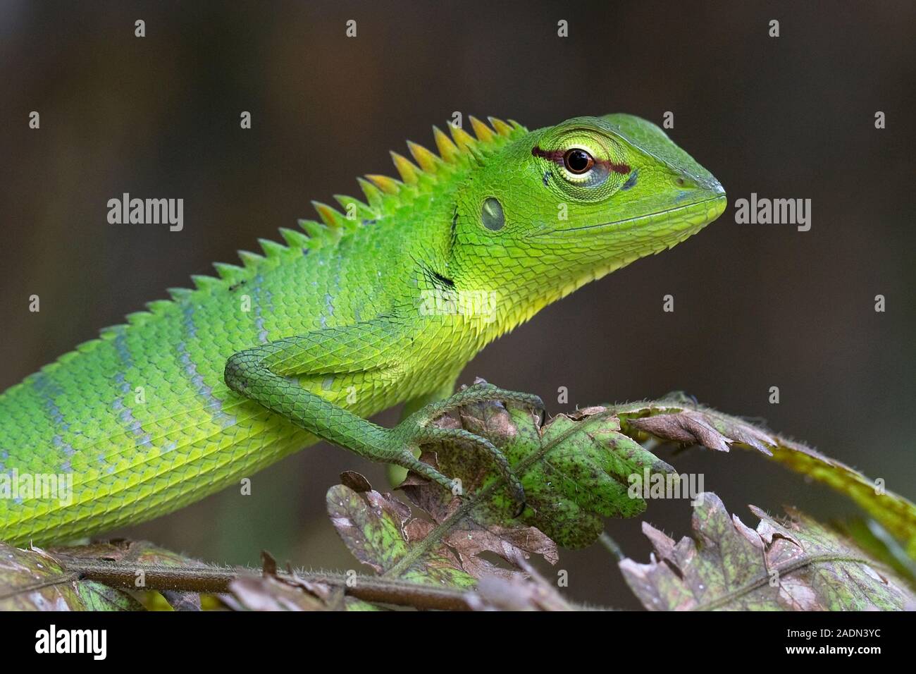 Verde bosco Lizard (Calotes calotes) Foto Stock