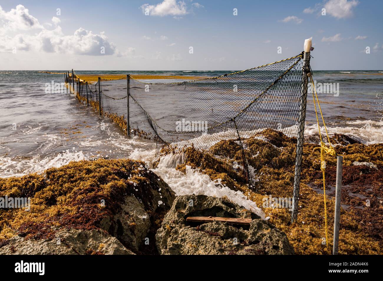 Le trappole da evitare Sargassum alghe spalmare su spiagge turistiche , Akumal Quintana Roo, Messico. Foto Stock