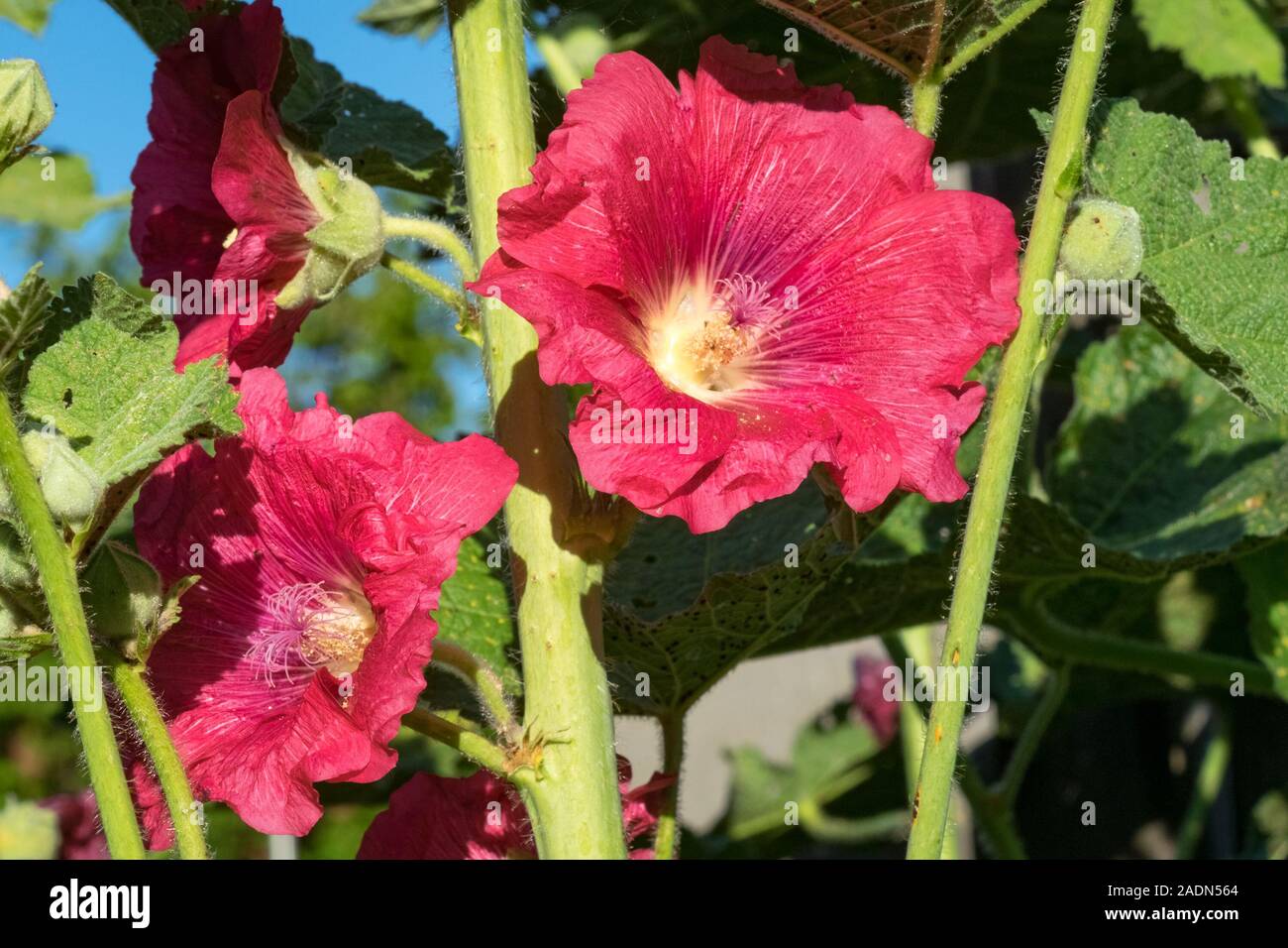 Immagine dettagliata di rosa - rose hollyhock colorati fiori (Alcea rosea) su un luminoso giorno di inizio dell'estate Foto Stock