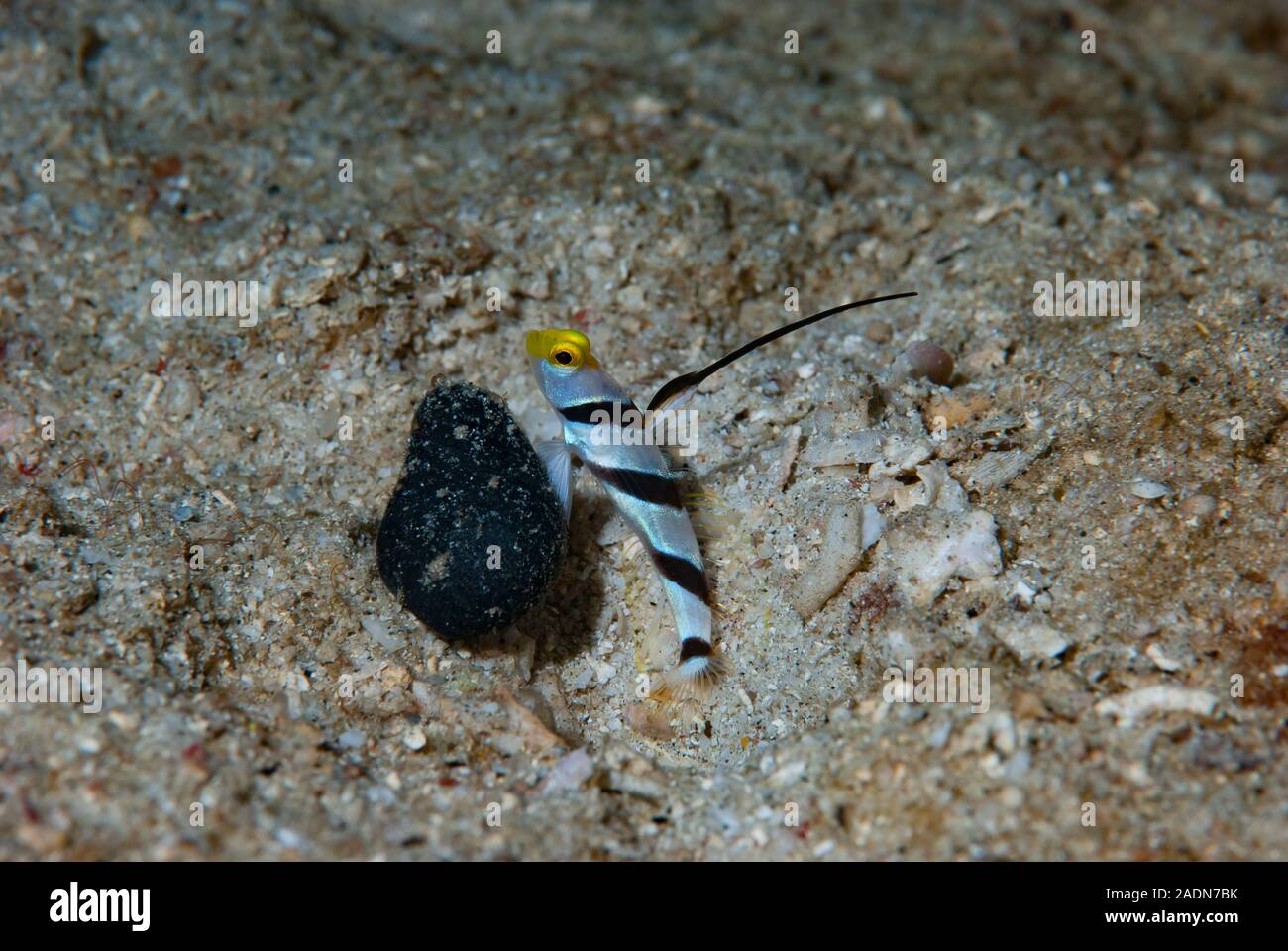 Nematodi Stonogobiops (Shrimpgoby a raggi neri) Foto Stock