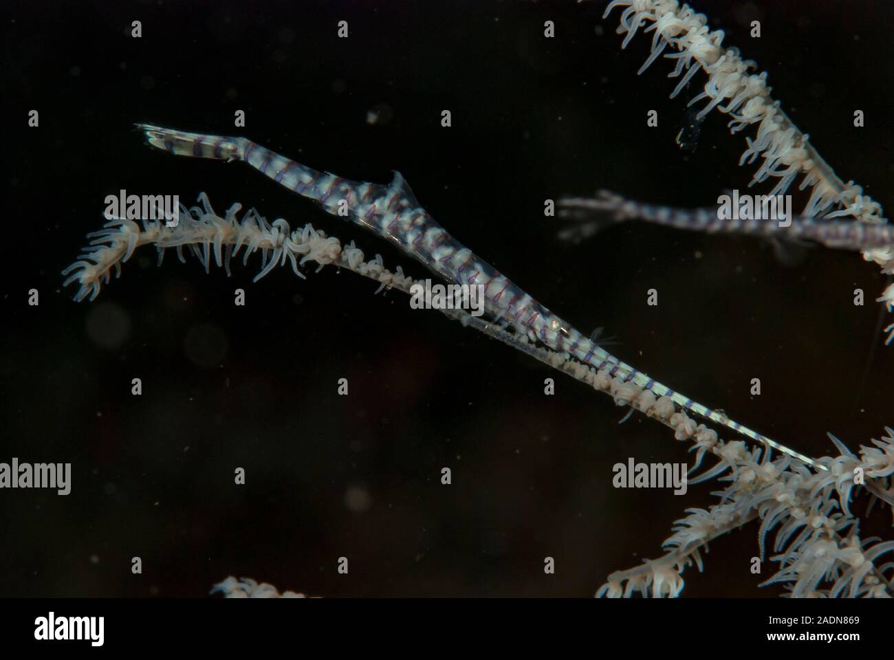 Gamberi Saw-Blade Tozeuma armatum Foto Stock