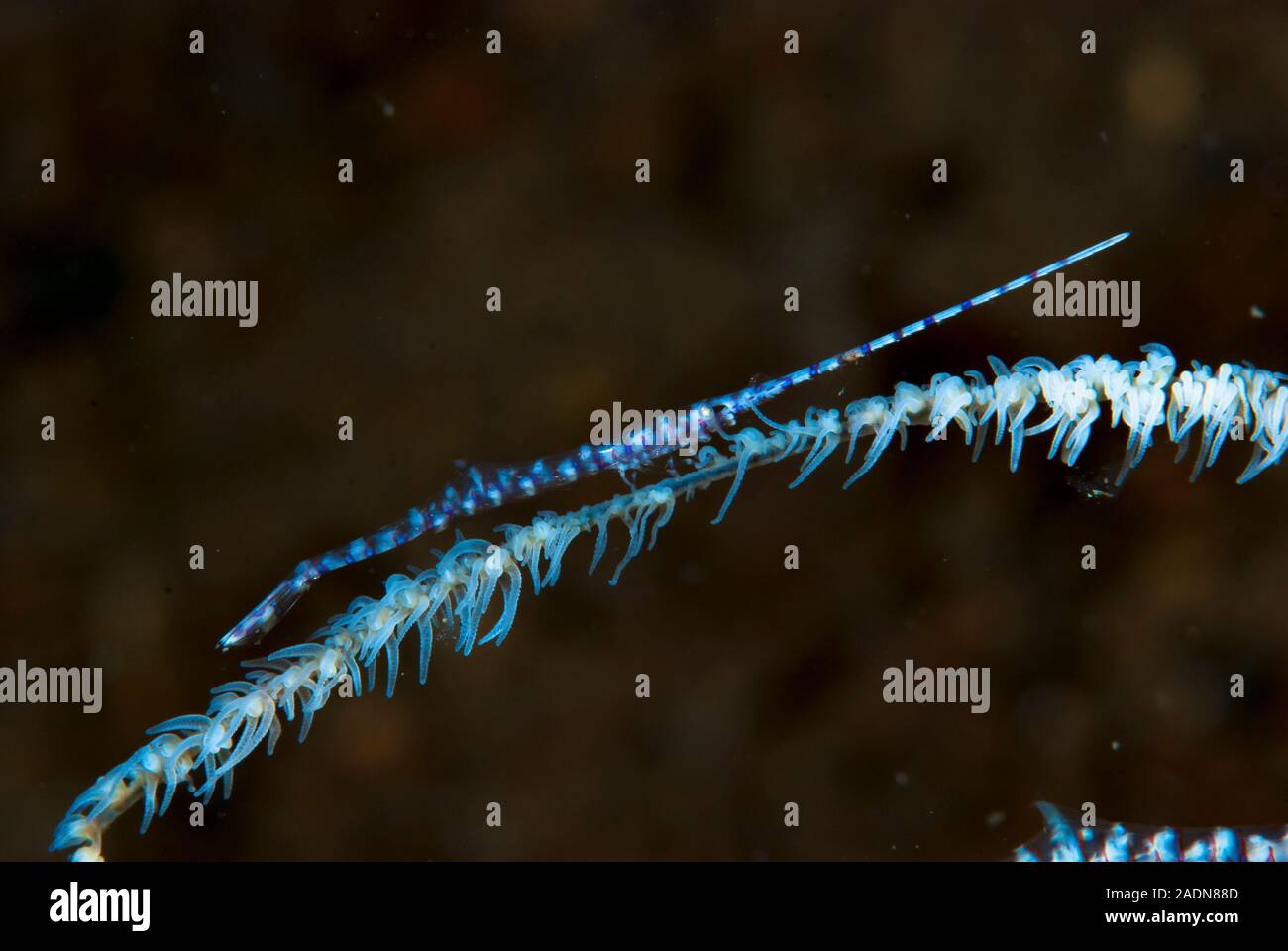 Gamberi Saw-Blade Tozeuma armatum Foto Stock