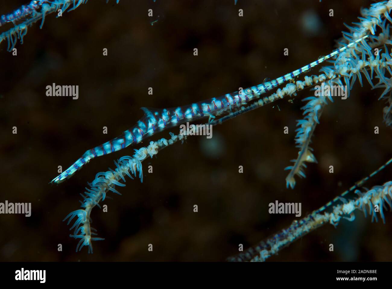 Gamberi Saw-Blade Tozeuma armatum Foto Stock