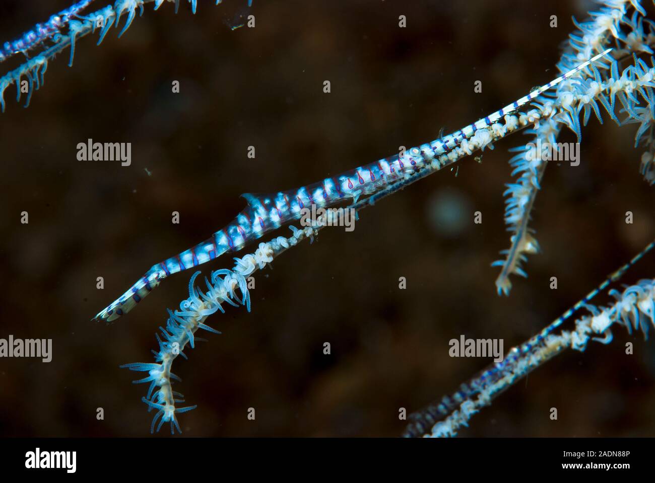 Gamberi Saw-Blade Tozeuma armatum Foto Stock