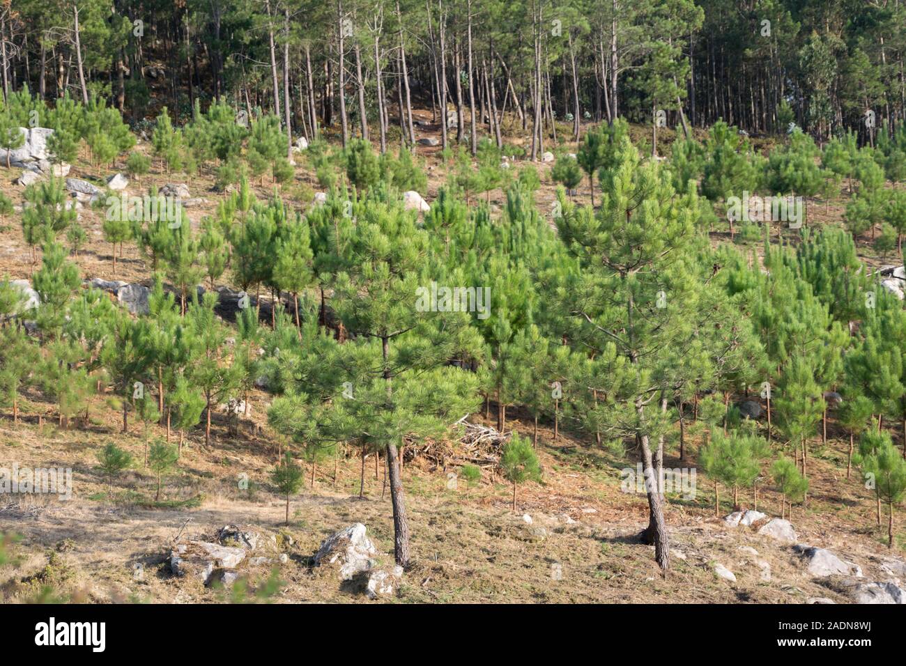 Più giovane piantagione di pino in una montagna di Galizia Foto Stock