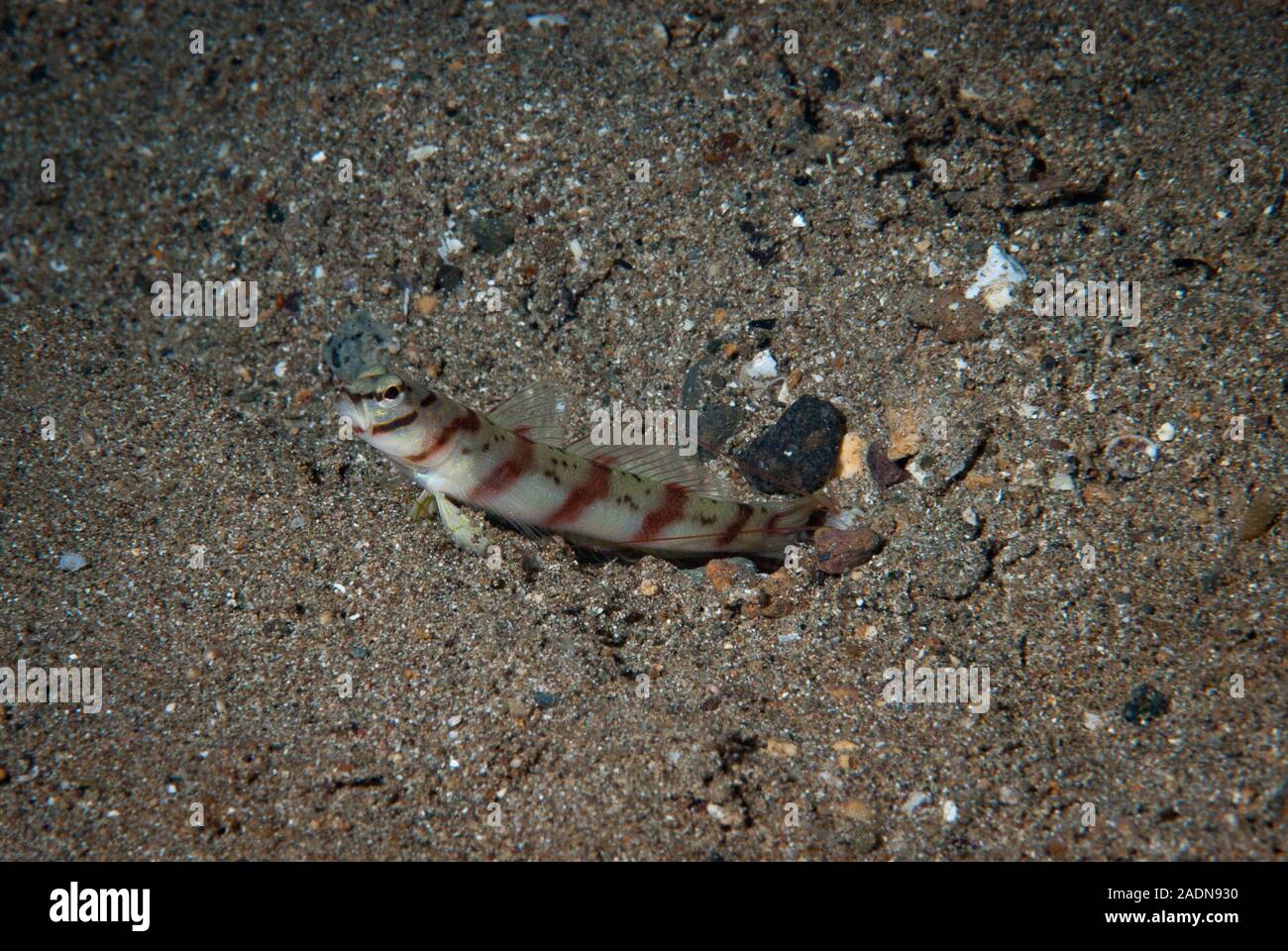 Fotografia subacquea di vita marina, creature marine Foto Stock