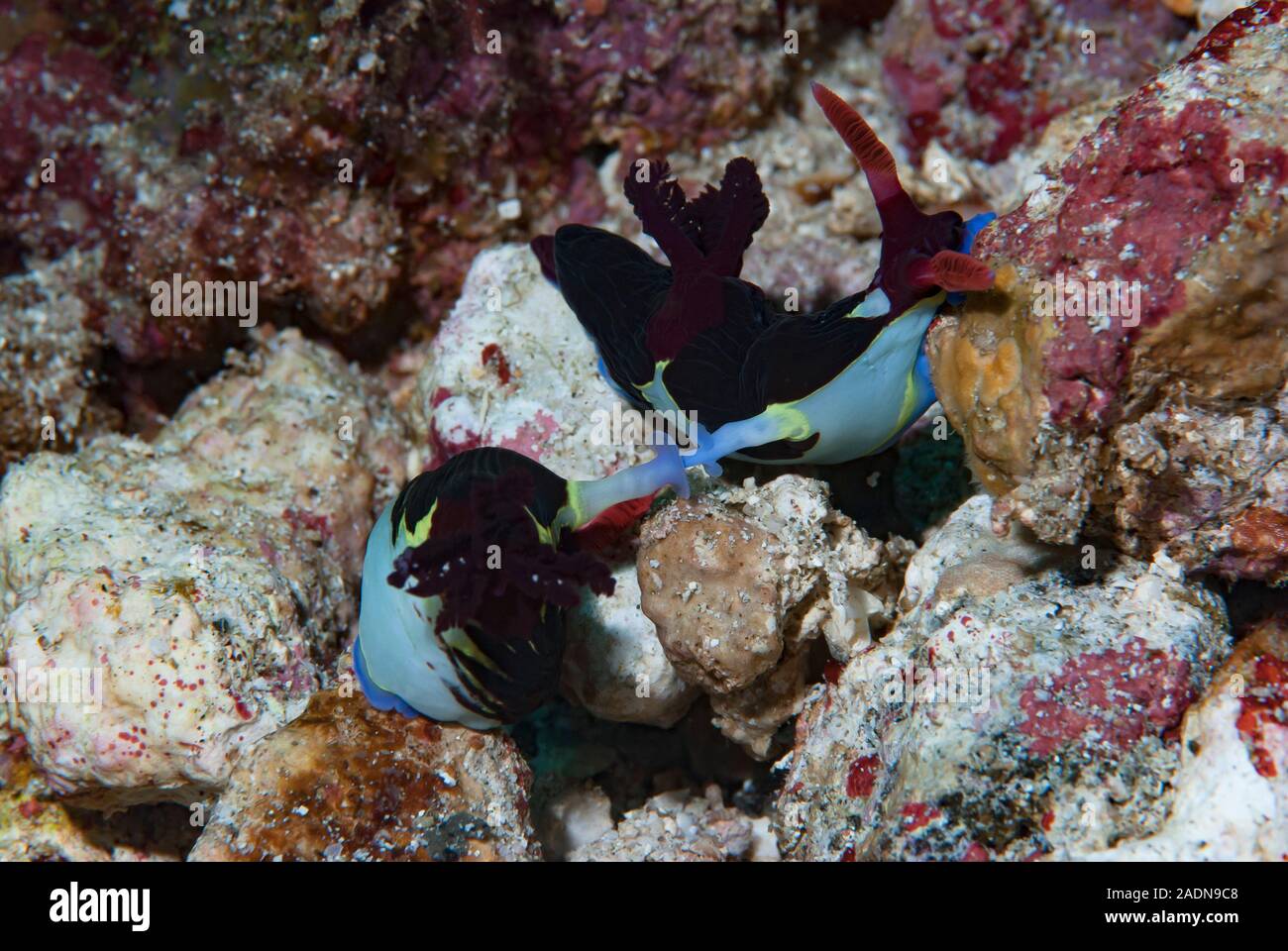 Nembrotha nudibranchi coniugata Foto Stock