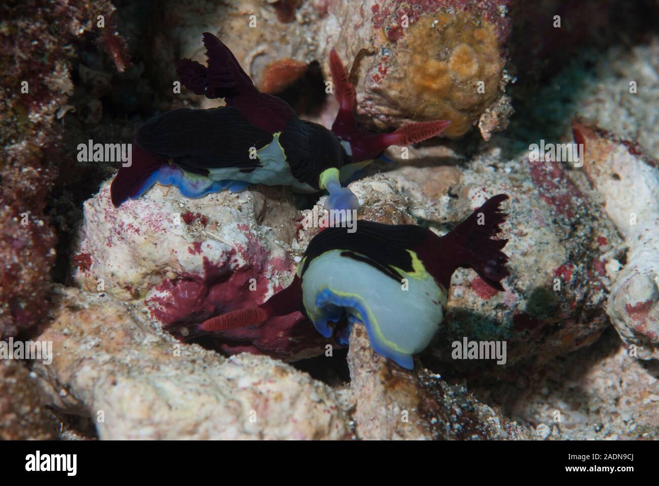 Nembrotha nudibranchi coniugata Foto Stock