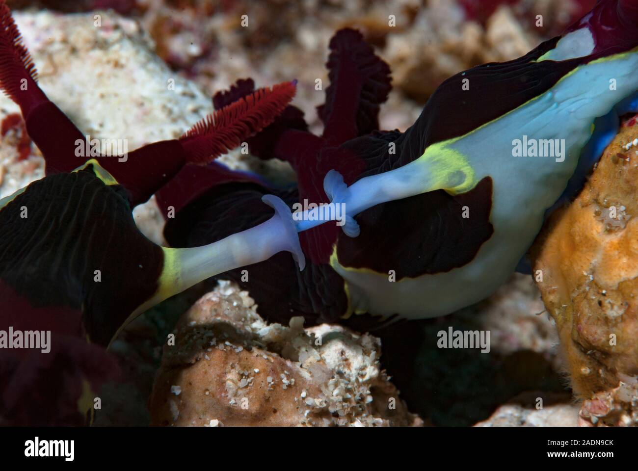 Nembrotha nudibranchi coniugata Foto Stock