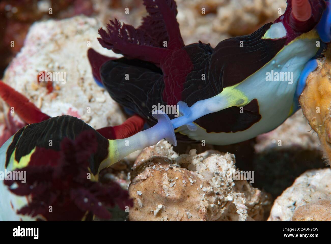 Nembrotha nudibranchi coniugata Foto Stock