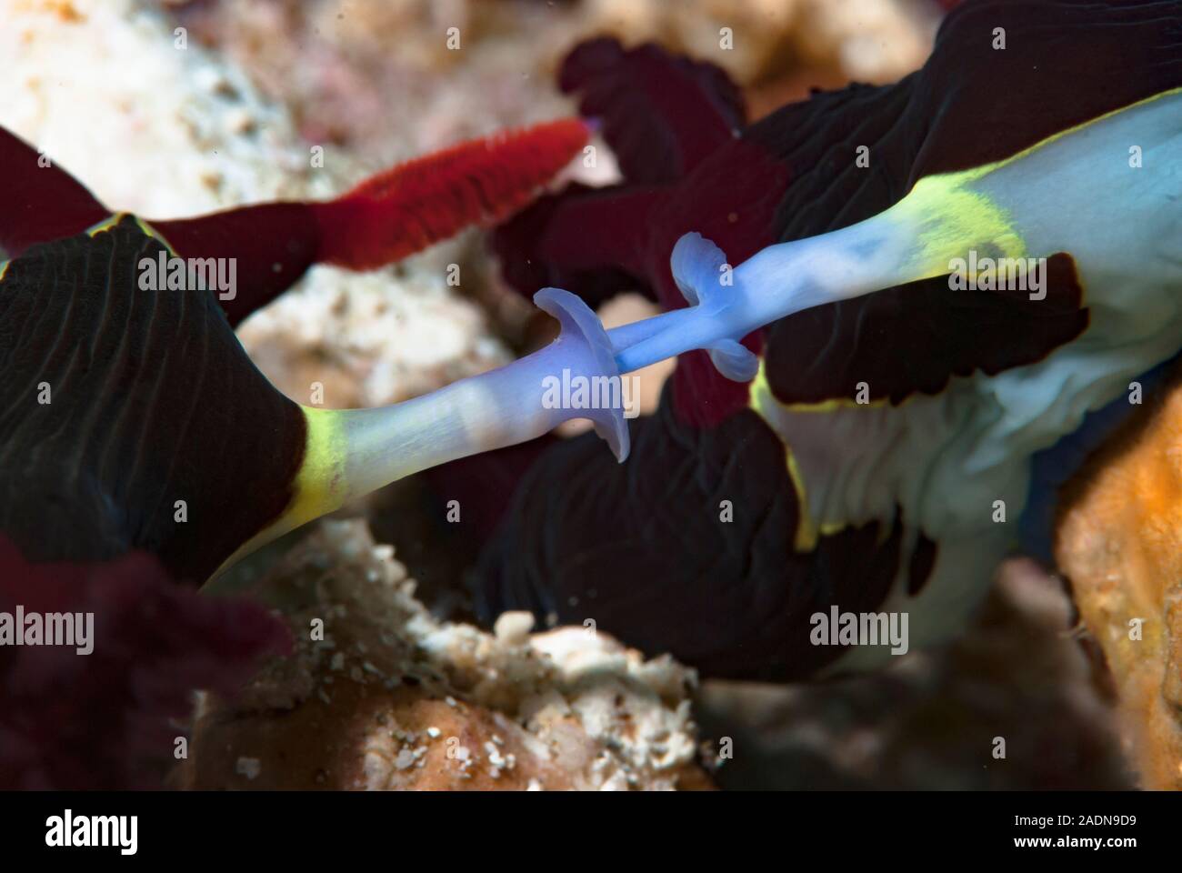 Nembrotha nudibranchi coniugata Foto Stock