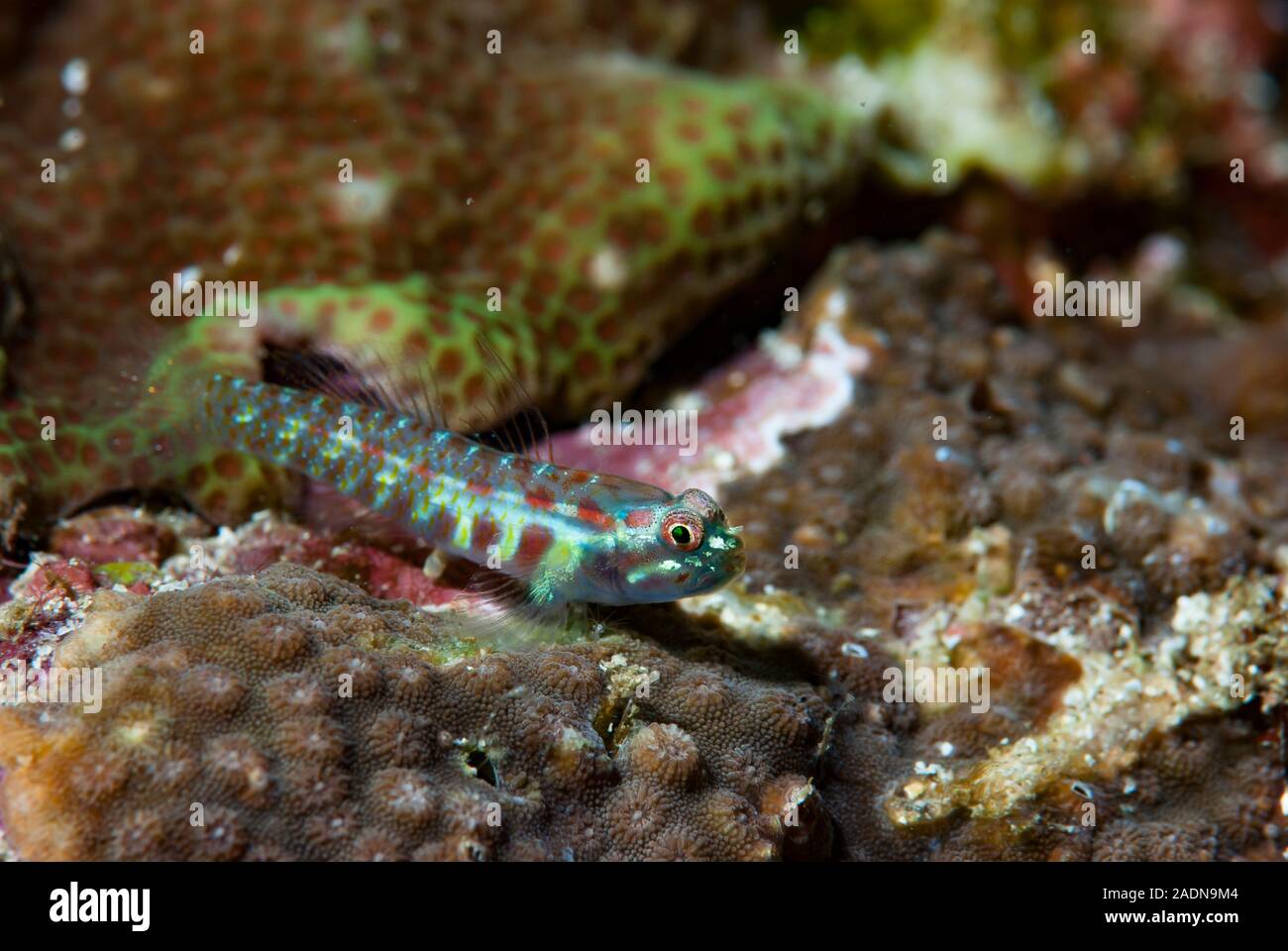 Fotografia subacquea di vita marina, creature marine Foto Stock