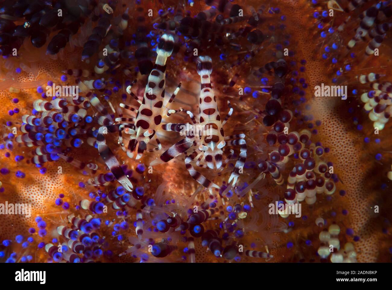 Coleman gamberetti Periclimenes colemani Foto Stock