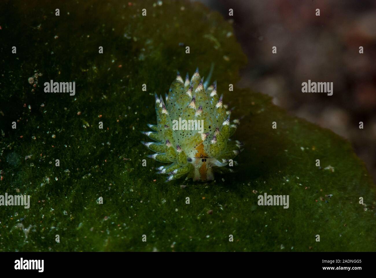 Piccola foglia-pecore Nudibranch Costasiella kuroshimae Foto Stock