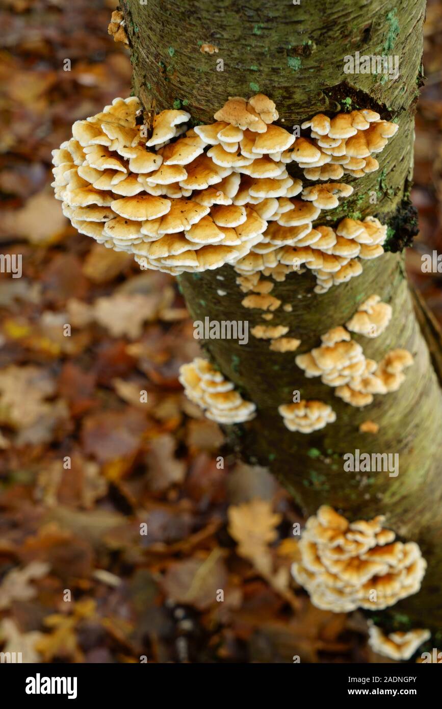 Un tipo di ripiano e funghi che crescono su un argento betulla. Foto Stock