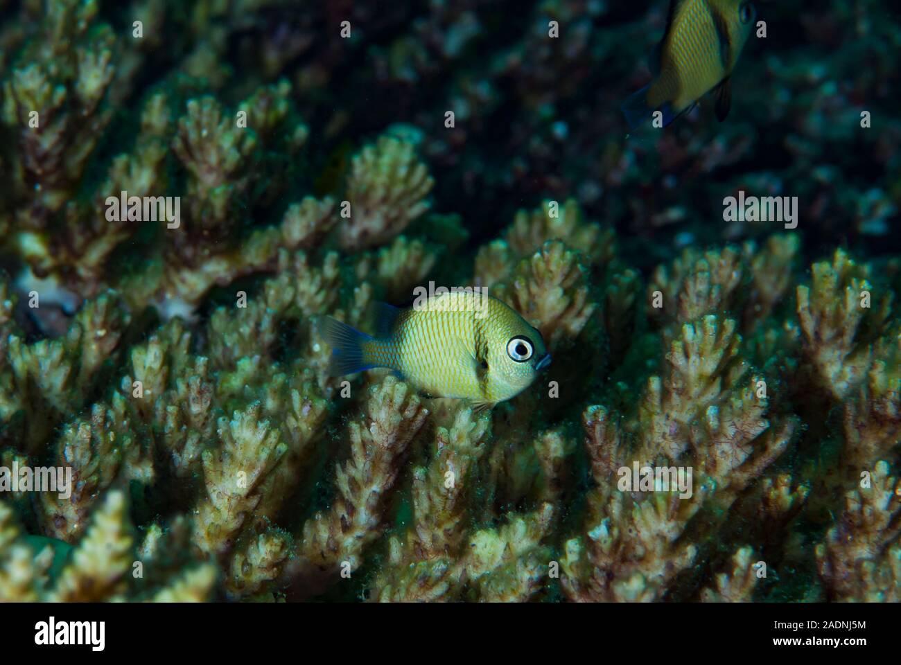 Archetto pieghevole Humbug Dascyllus reticulatus Foto Stock