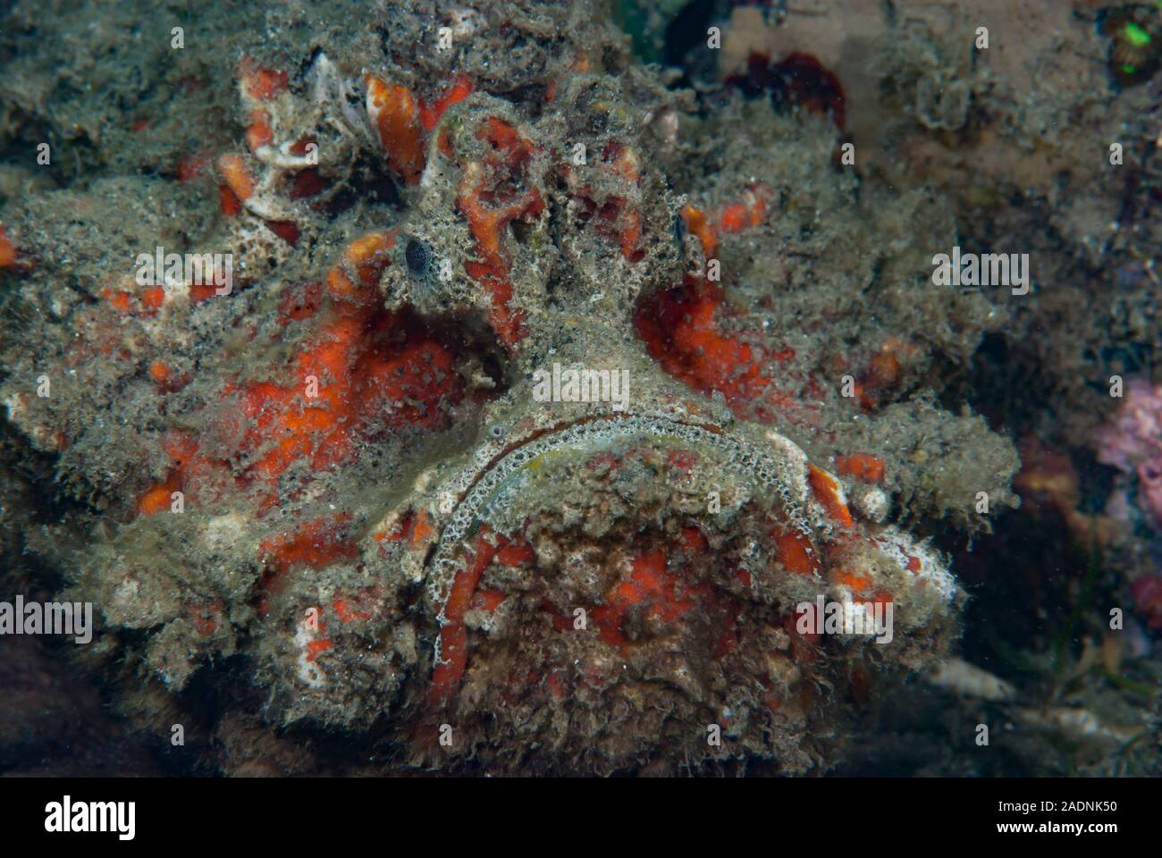 Spinosa Devilfish Inimicus didactylus Foto Stock