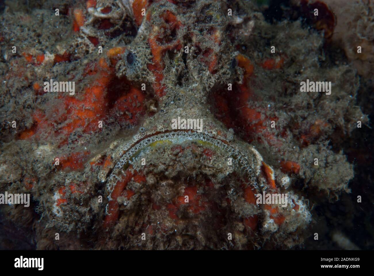 Spinosa Devilfish Inimicus didactylus Foto Stock