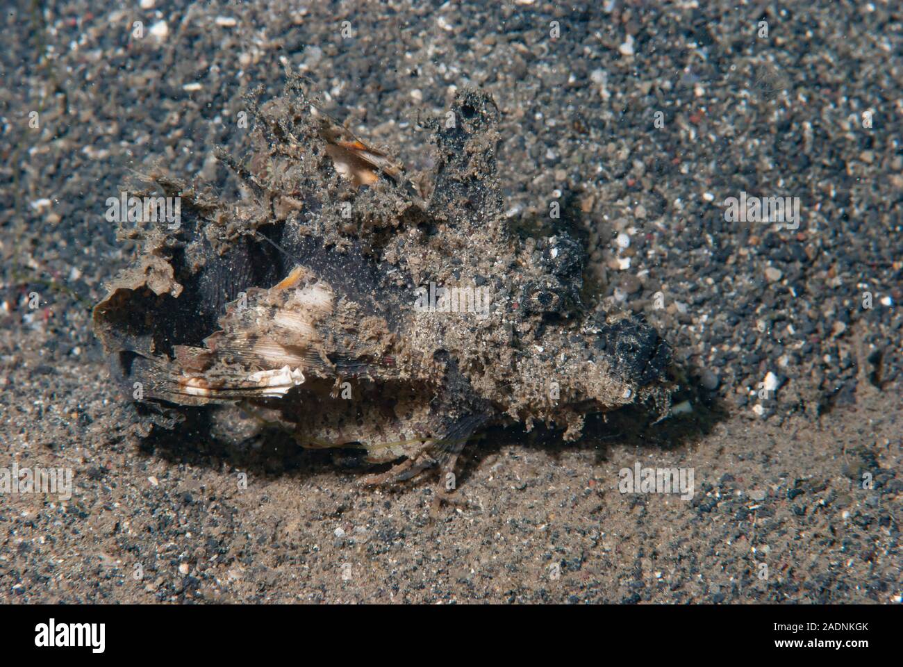 Spinosa Devilfish Inimicus didactylus Foto Stock