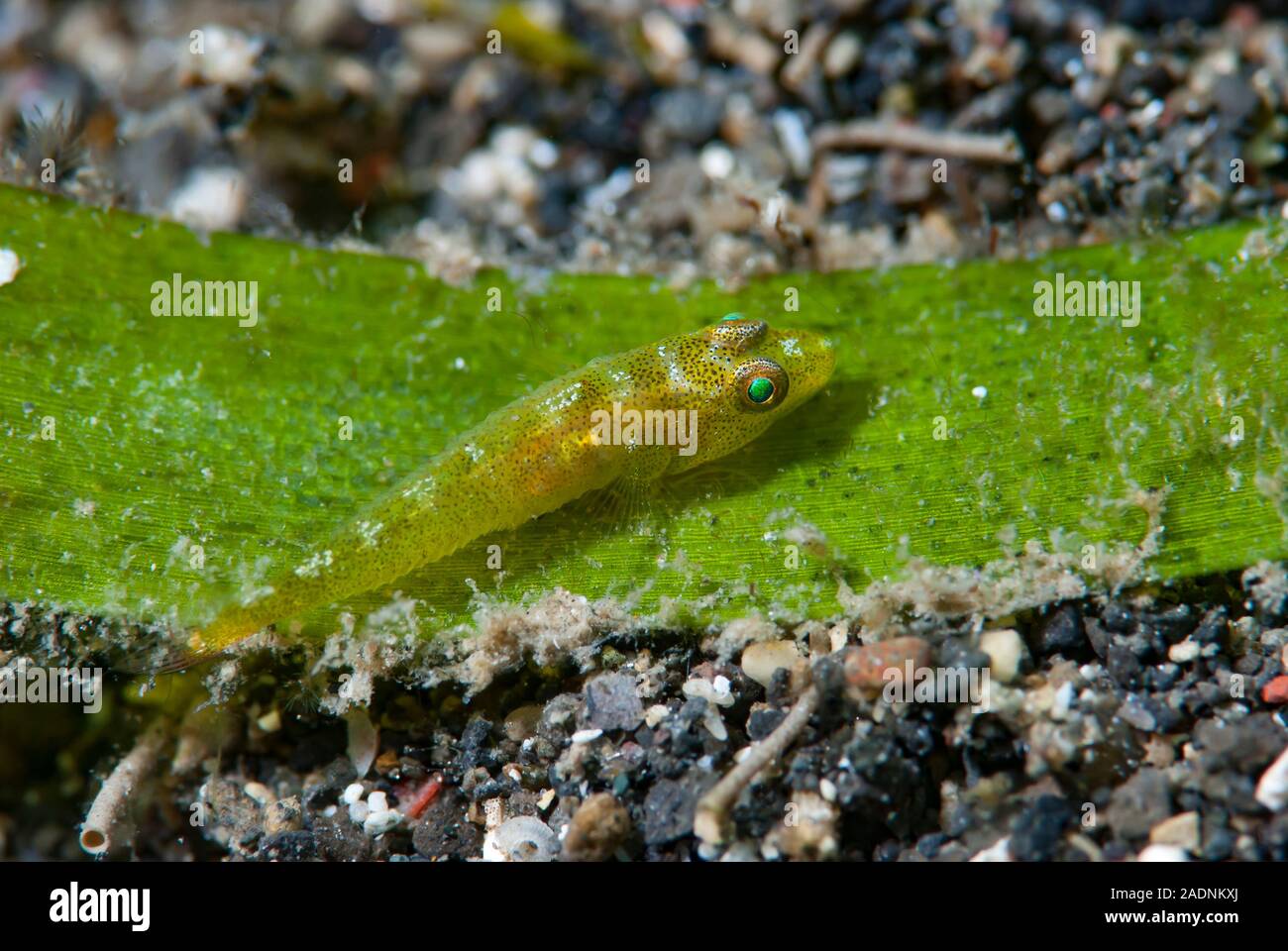 Split-Tongue Cling-Goby Pleurosicya bilobata Foto Stock