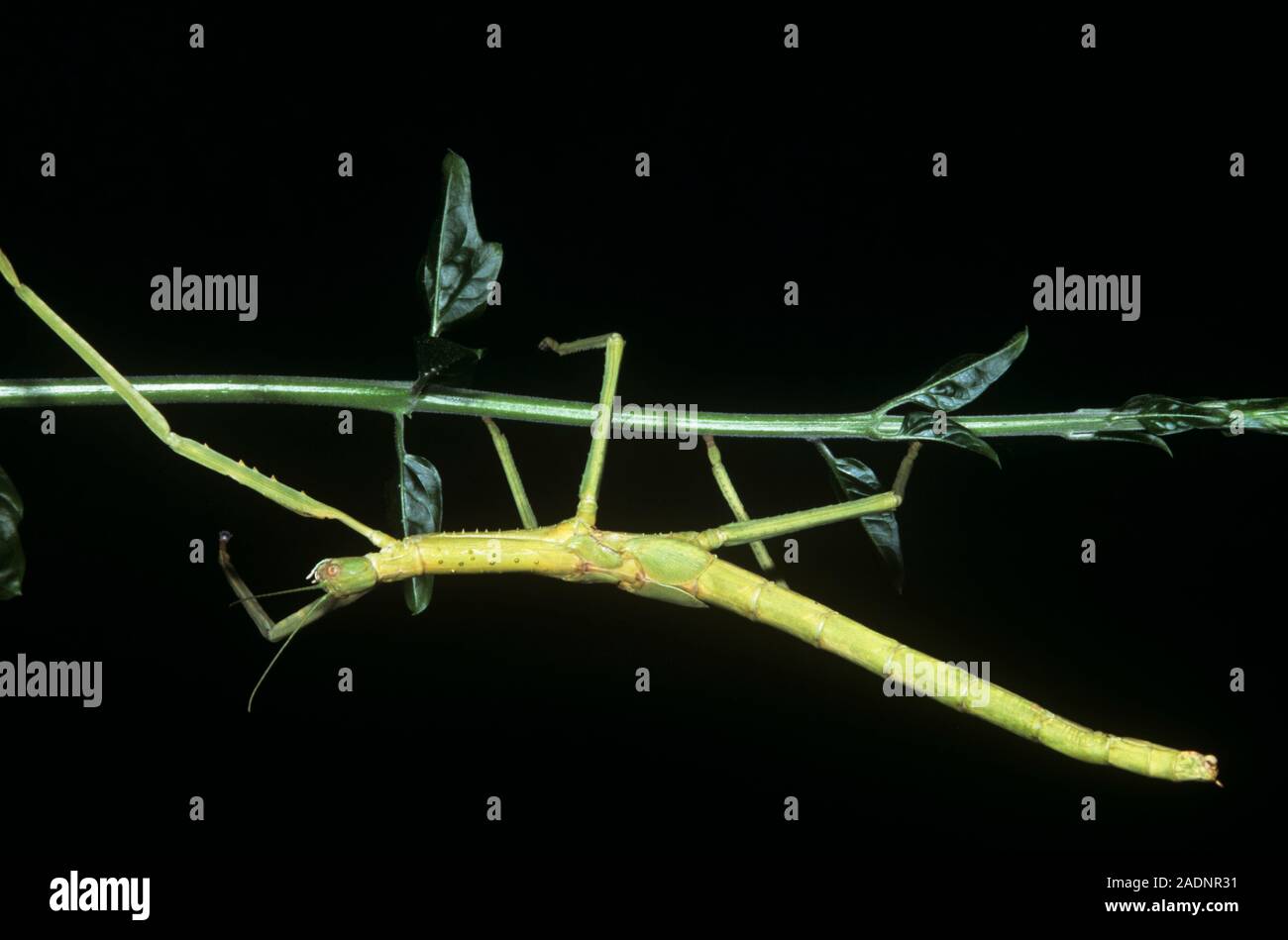 Queensland titan stick insetto (Acrophylla wuelfingi) su un impianto di stelo. Foto Stock
