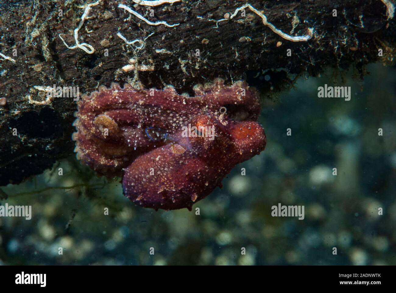 Mototi Octopus Octopus mototi Foto Stock