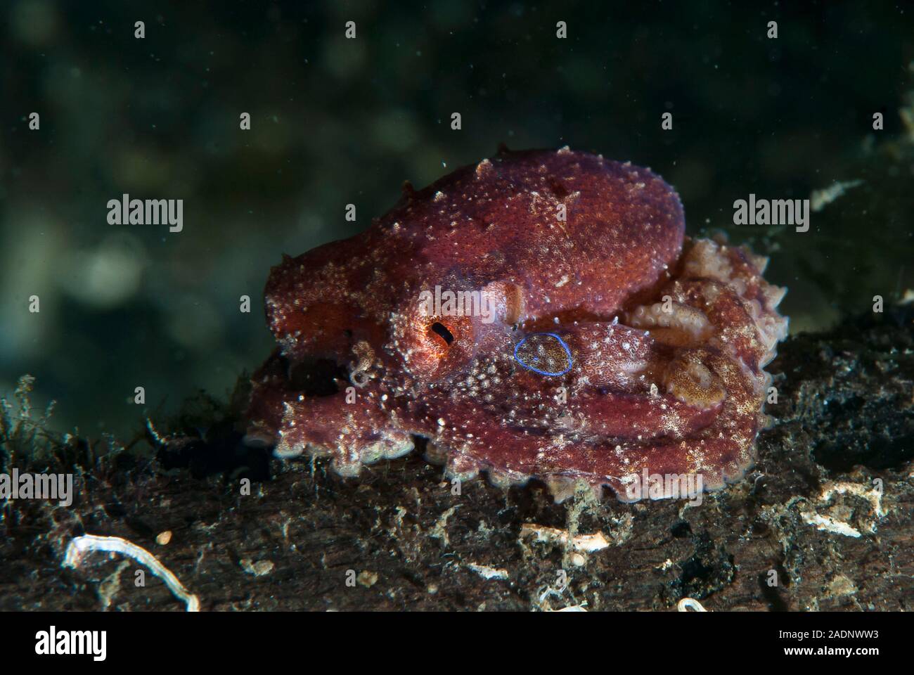 Mototi Octopus Octopus mototi Foto Stock