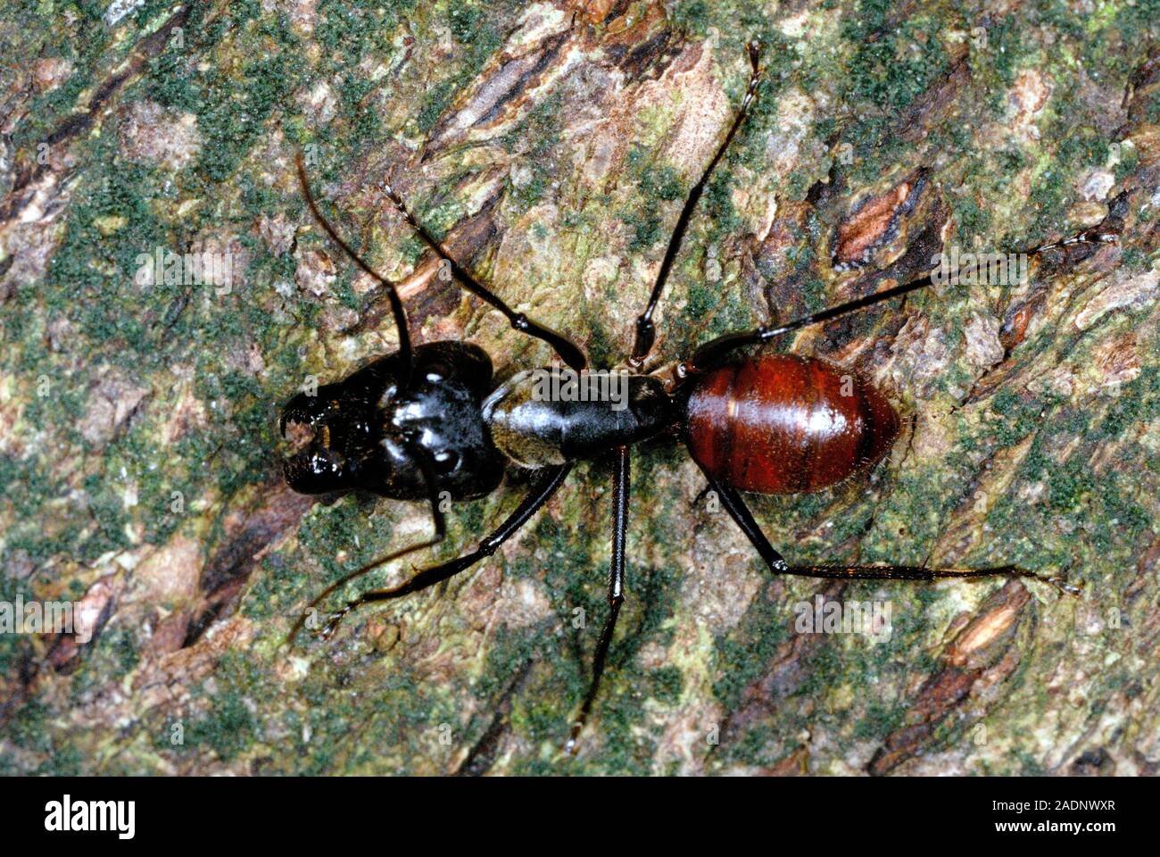 Camponotus gigas sulla corteccia di albero. Questa è una delle più grandi  specie di ant, misurando tra 20,9 millimetri e 28,1 millimetri di  lunghezza. Esso inhabi Foto stock - Alamy