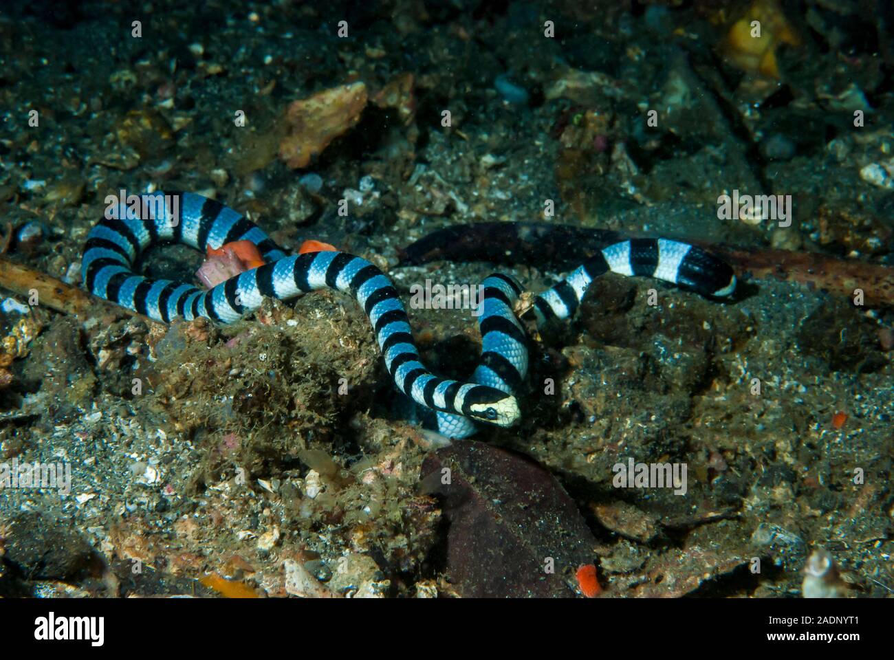 Nastrare Sea Krait colubrina Laticauda Foto Stock