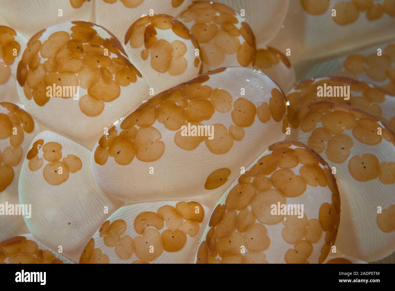 Acoel flatworms Waminoa (sp) su polipi di corallo bolla (Plerogyra sinuosa) Indonesia. Foto Stock