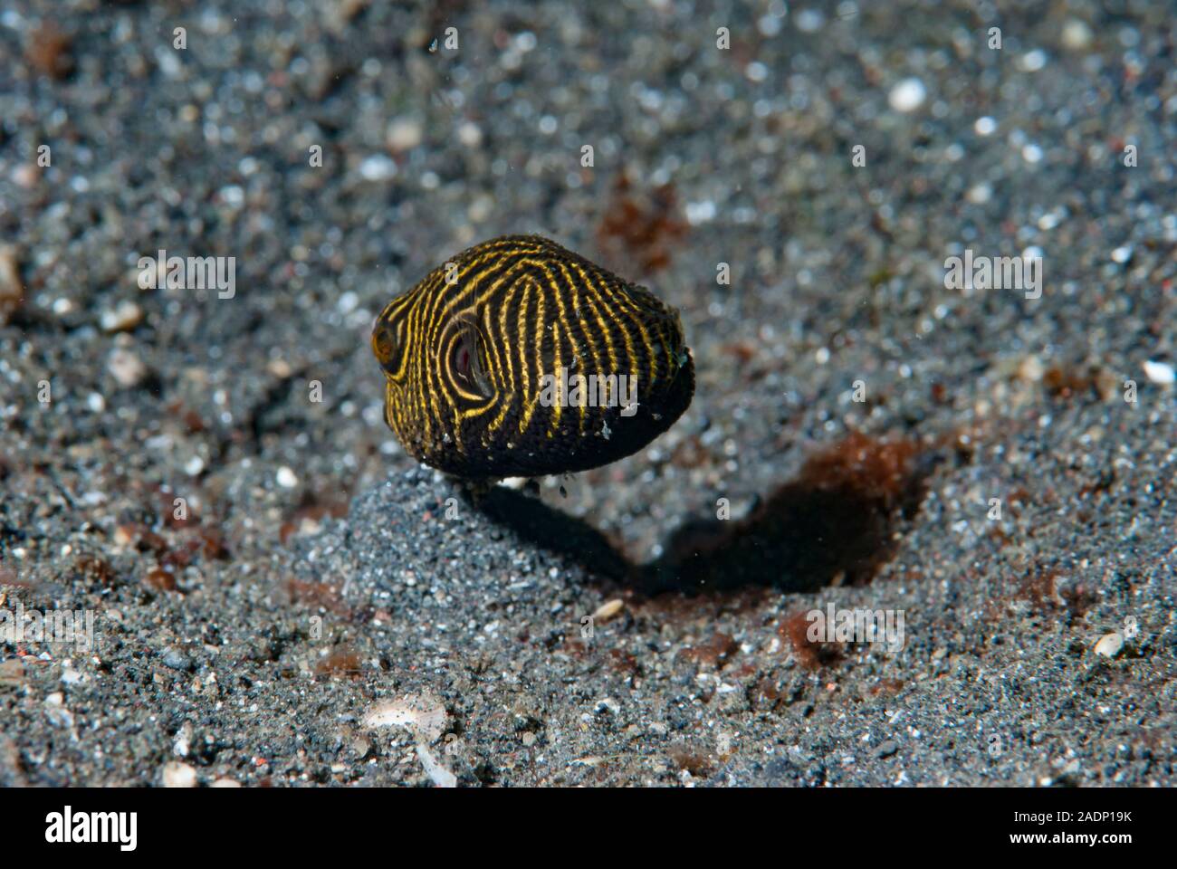 Star Puffer Arothron stellatus capretti Foto Stock