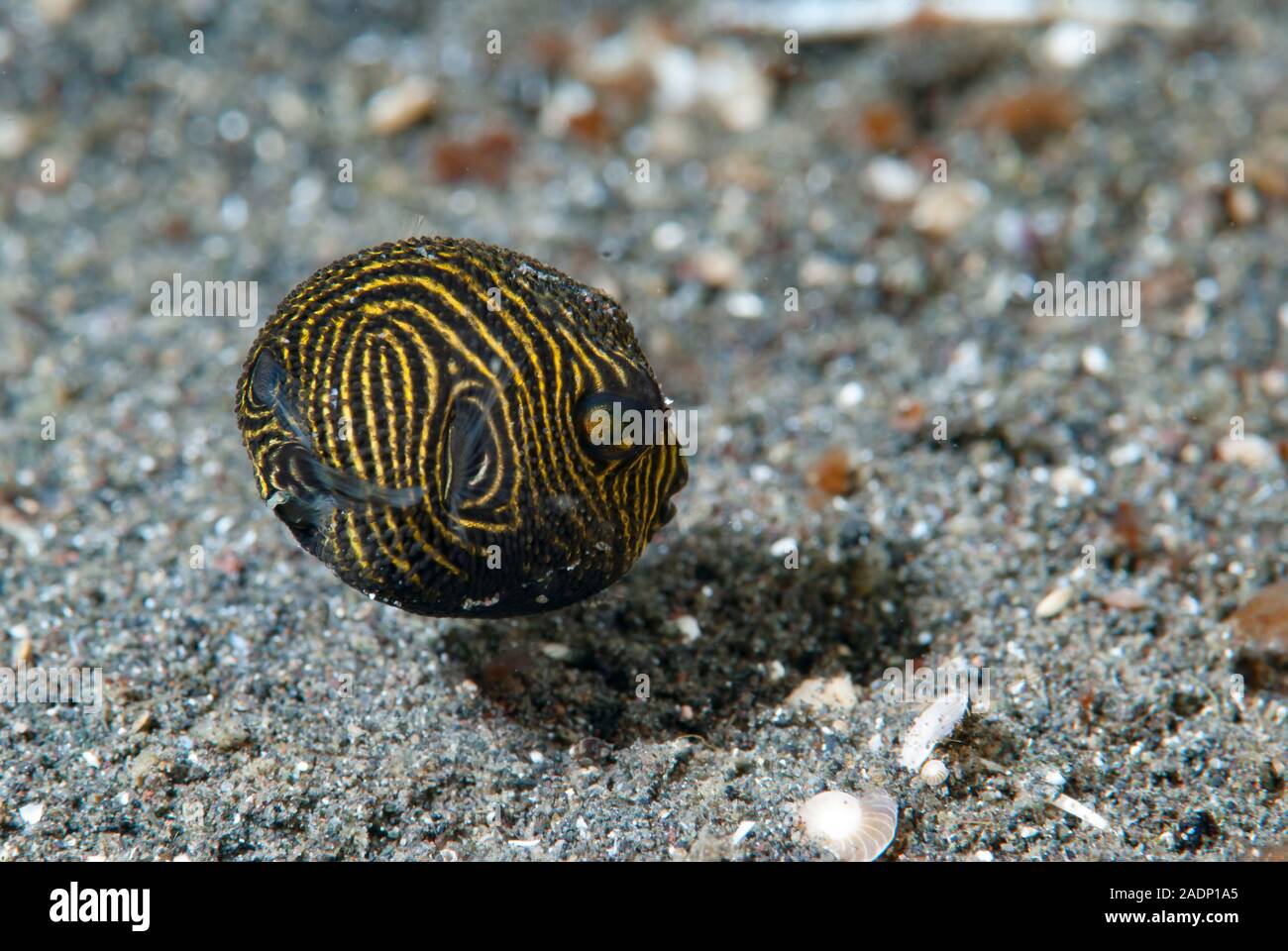 Star Puffer Arothron stellatus capretti Foto Stock