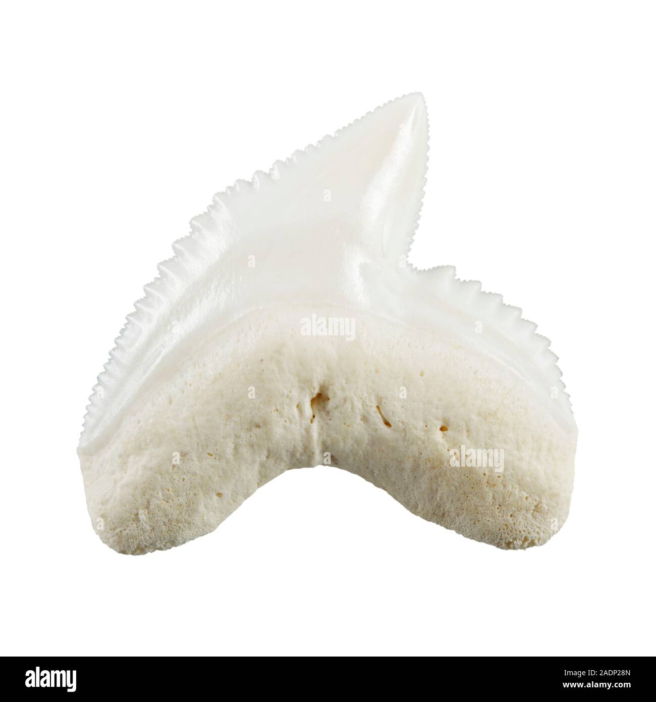 Tiger Shark dente (Galeocerdo cuvier). Tipico a forma di dente che è seghettato, piana di forma triangolare e dentellate. I denti si sono evoluti in questa forma per essere ab Foto Stock