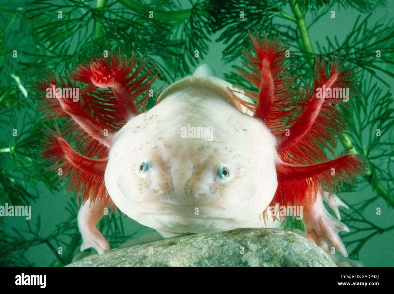 Collana Axolotl Con Ciondolo Salamandra E Cristallo Rosa - Gioiello Carino In Lega Di Zinco Per Ragazzi E Ragazze, Idea Regalo Compleanno Natale Laurea - 3