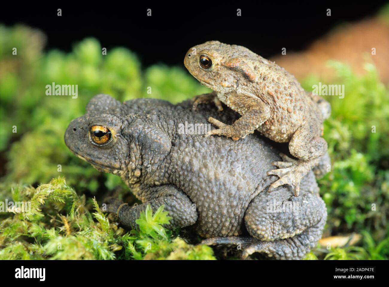 Rospi comuni (Bufo bufo) coniugata. Il maschio ha salito sul femminile all'indietro. Egli saprà cogliere la femmina per diversi giorni fino a quando lei è pronto a ovulate. Foto Stock
