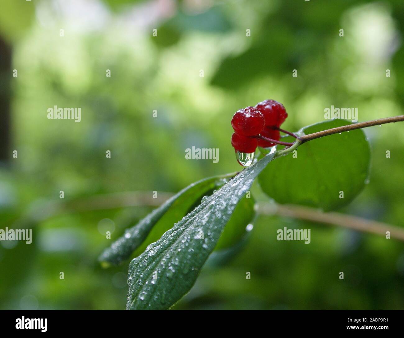 Le bacche rosse esposte alla pioggia, con una piccola goccia d'acqua. Foto Stock