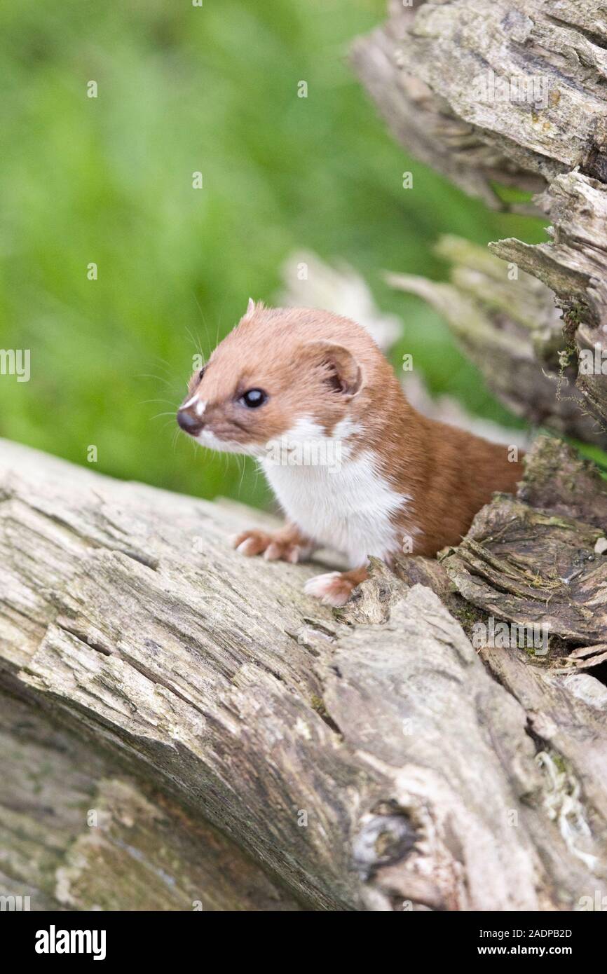 La donnola (Mustela nivalis) su un ramo. Il nome completo di questo animale, conosciuta semplicemente come la donnola NEL REGNO UNITO, è in realtà il meno donnola. Ho fotografato Foto Stock
