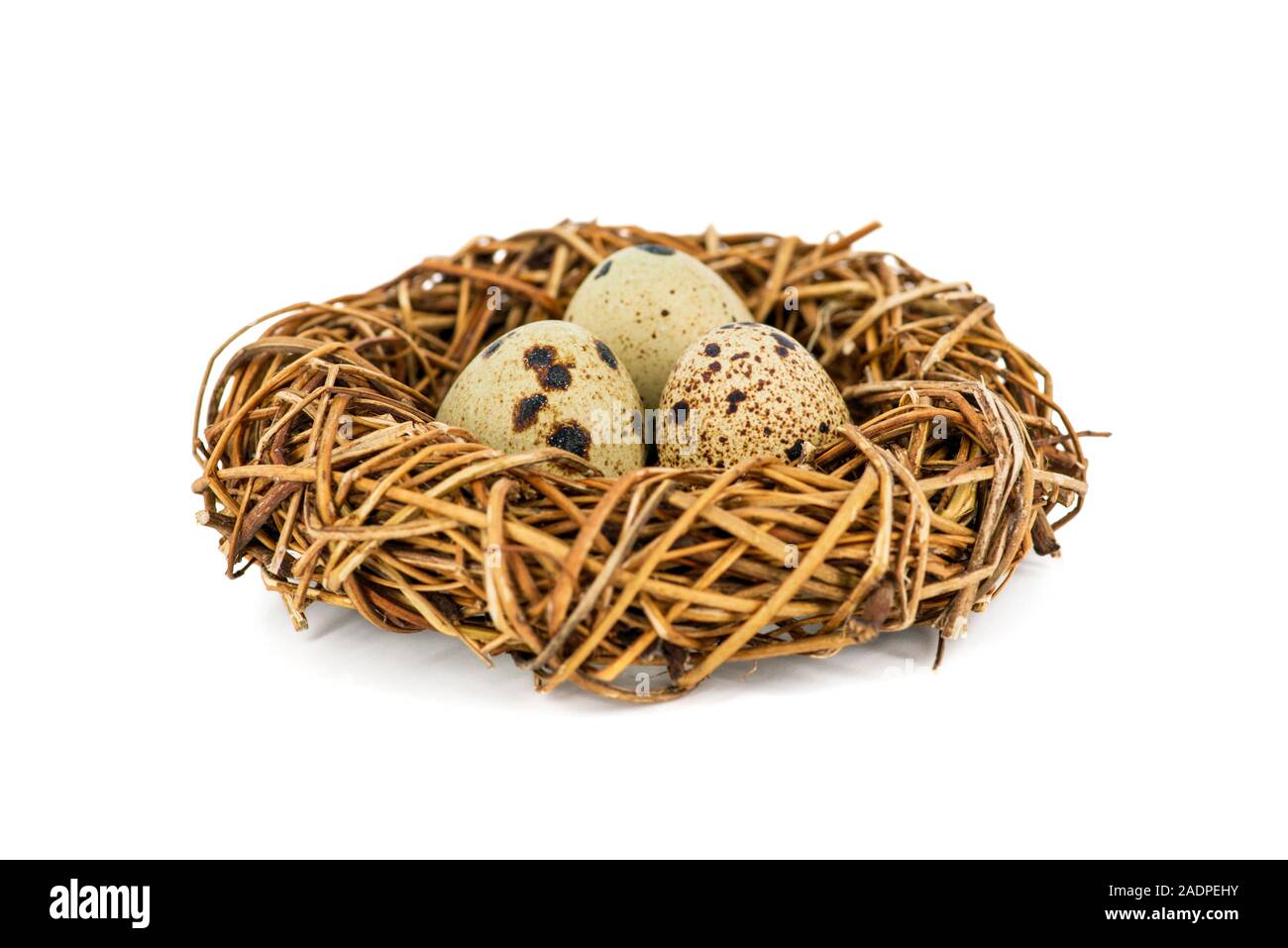Uova di quaglia in un nido isolate su sfondo bianco. Bird?s nest con piccole uova. Foto Stock