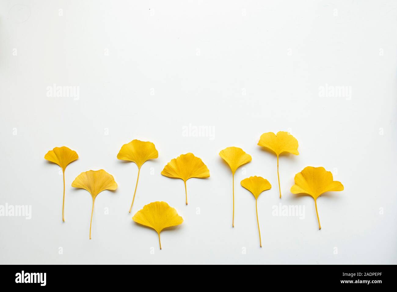 Set di golden bella decorativo foglie secche su sfondo bianco. Appartamento laico, vista dall'alto il minimo folle disposizione floreale. Il Ginkgo biloba. Copia dello spazio. Foto Stock