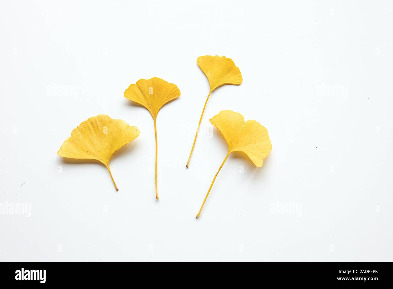Decorativo giallo belle foglie secche su sfondo bianco. Appartamento laico, vista dall'alto il minimo folle composizione floreale. Il Ginkgo bloba. Foto Stock