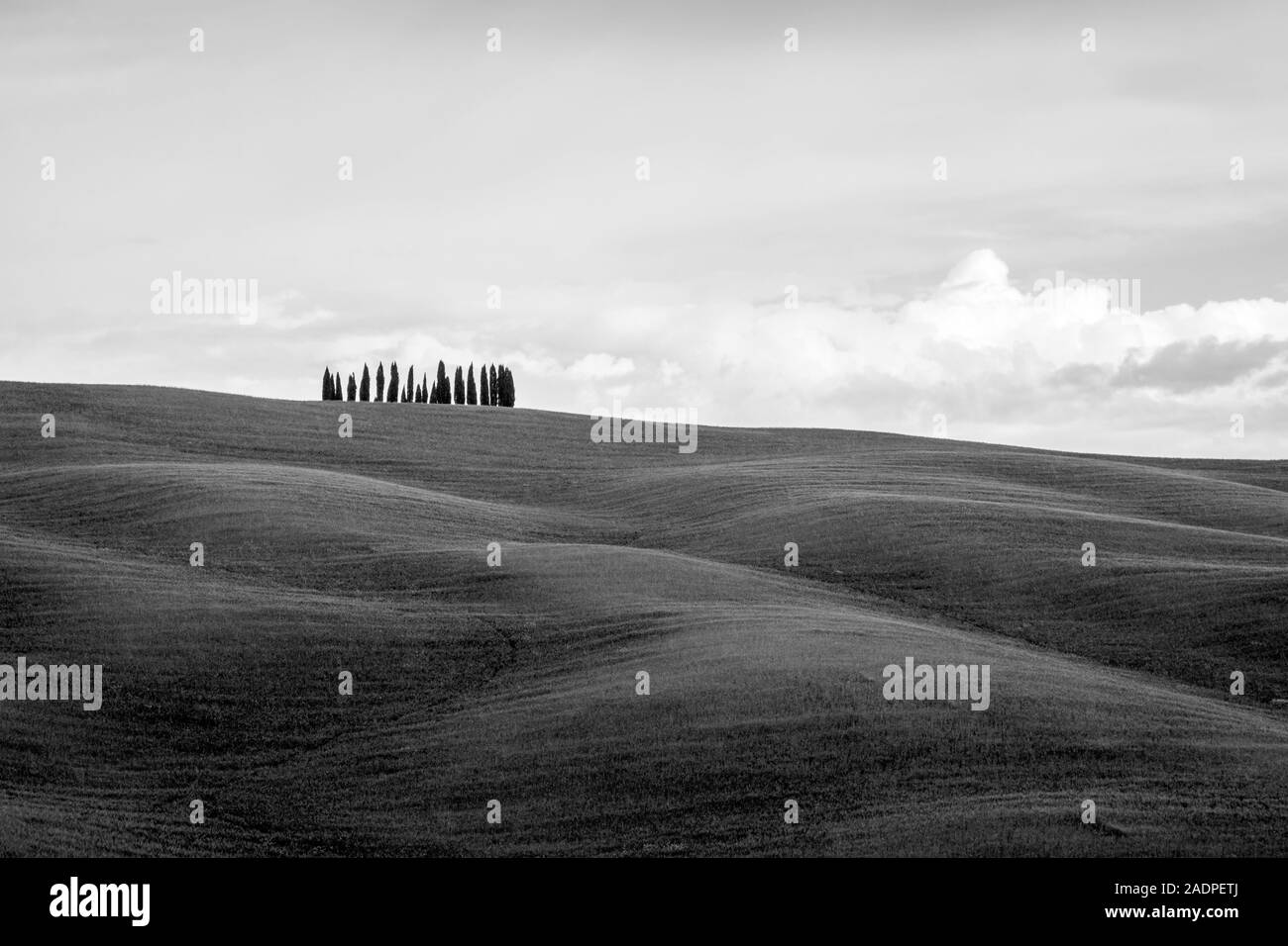 Il paesaggio toscano, dolci colline con campi di grano e cipressi, nei pressi di San Quirico d'Orcia, Val d'Orcia, Toscana, Italia, Europa. Foto Stock