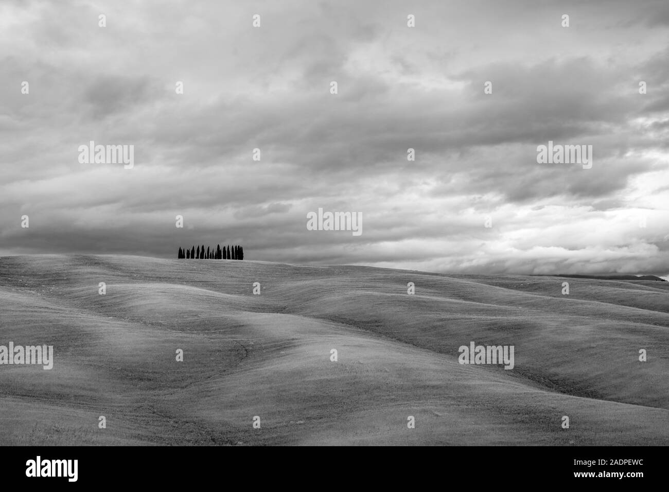 Il paesaggio toscano, dolci colline con campi di grano e cipressi, San Quirico d'Orcia, Val d'Orcia, Toscana, Italia, Europa. Foto Stock
