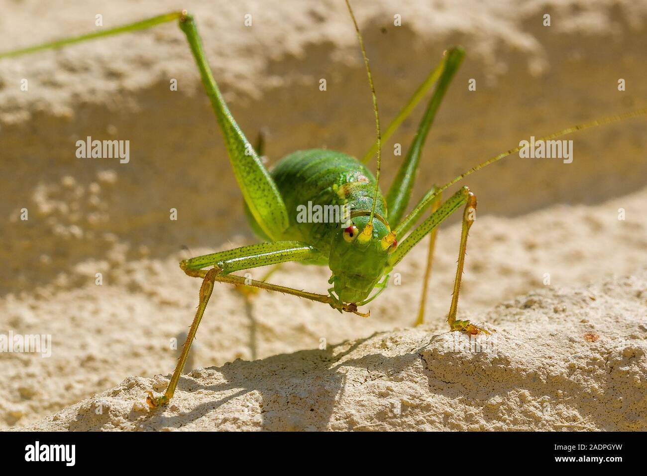Punktierte Zartschrecke (Leptophyes punctatissima), Weibchen / screziato bush cricket, femmina Foto Stock