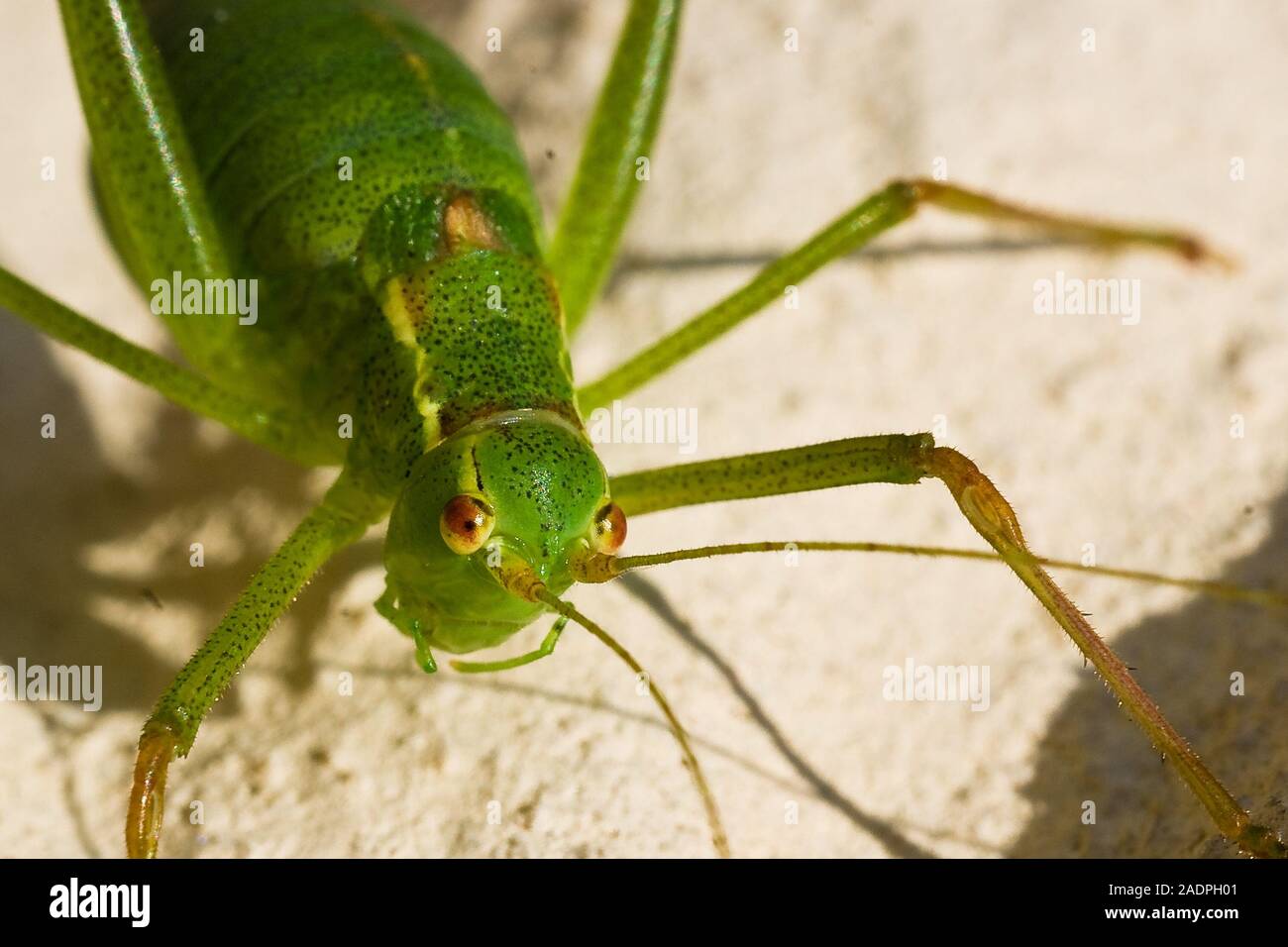 Punktierte Zartschrecke (Leptophyes punctatissima), Weibchen / screziato bush cricket, femmina Foto Stock