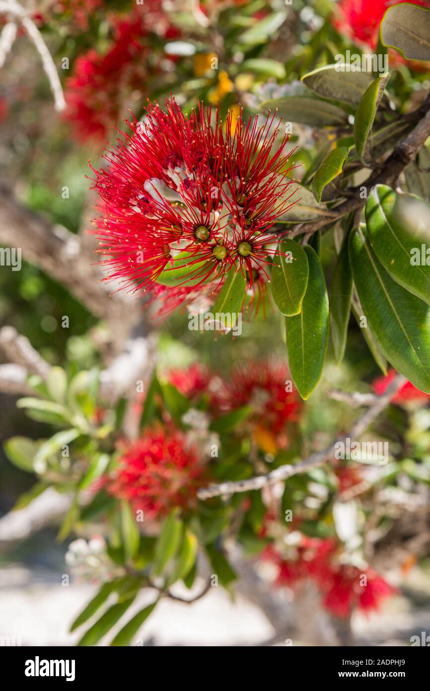 Una verticale, chiudere l immagine dell'albero Pohutukawa flower, presi nella Penisola di Coromandel della Nuova Zelanda Foto Stock